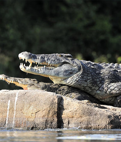 Crocodile Park